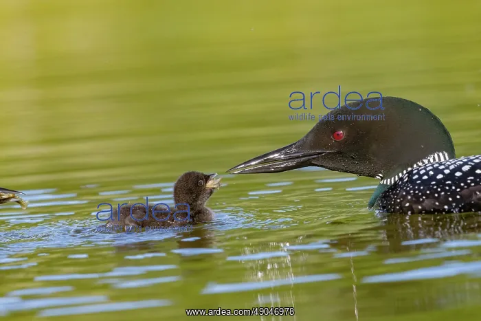 : COMMON LOON OR GREAT NORTHERN DIVER : COMMON LOON OR GREAT NORTHERN DIVER