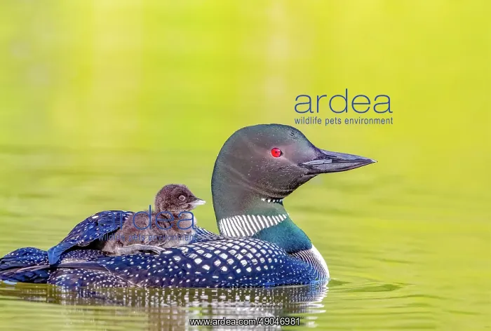 : COMMON LOON OR GREAT NORTHERN DIVER : COMMON LOON OR GREAT NORTHERN DIVER