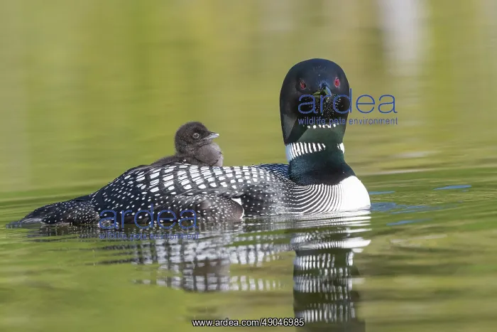 : COMMON LOON OR GREAT NORTHERN DIVER : COMMON LOON OR GREAT NORTHERN DIVER