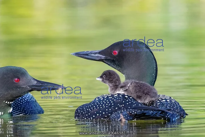 : COMMON LOON OR GREAT NORTHERN DIVER : COMMON LOON OR GREAT NORTHERN DIVER