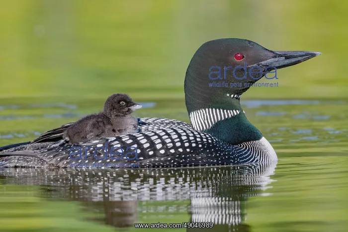 : COMMON LOON OR GREAT NORTHERN DIVER : COMMON LOON OR GREAT NORTHERN DIVER