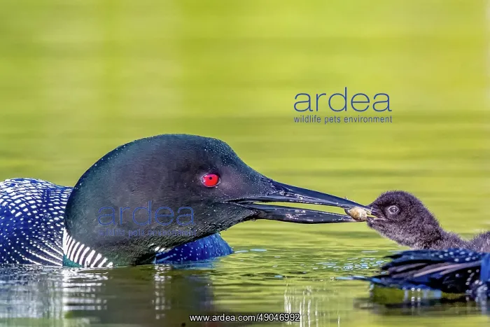 : COMMON LOON OR GREAT NORTHERN DIVER : COMMON LOON OR GREAT NORTHERN DIVER