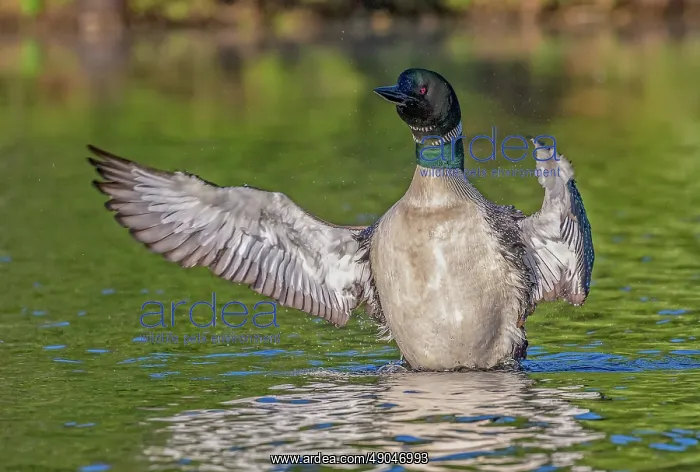 : COMMON LOON OR GREAT NORTHERN DIVER : COMMON LOON OR GREAT NORTHERN DIVER