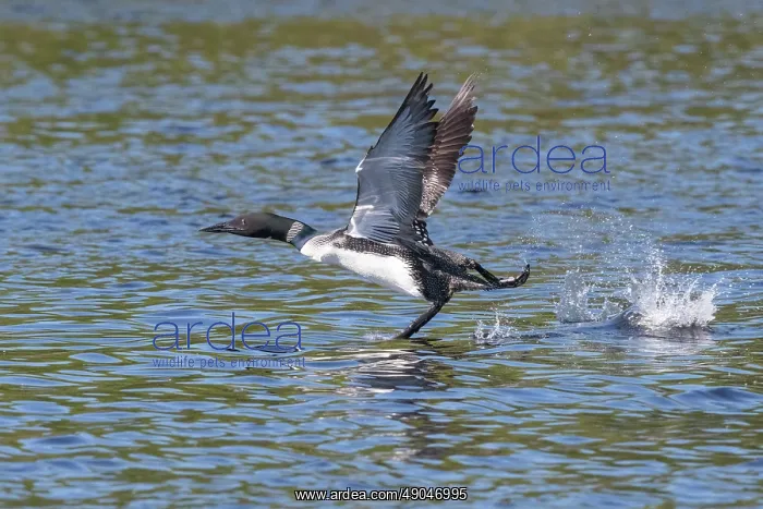 : COMMON LOON OR GREAT NORTHERN DIVER : COMMON LOON OR GREAT NORTHERN DIVER