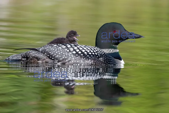 : COMMON LOON OR GREAT NORTHERN DIVER : COMMON LOON OR GREAT NORTHERN DIVER