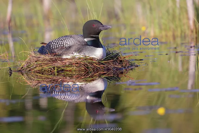  : COMMON LOON OR GREAT NORTHERN DIVER
