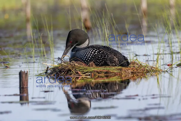  : COMMON LOON OR GREAT NORTHERN DIVER