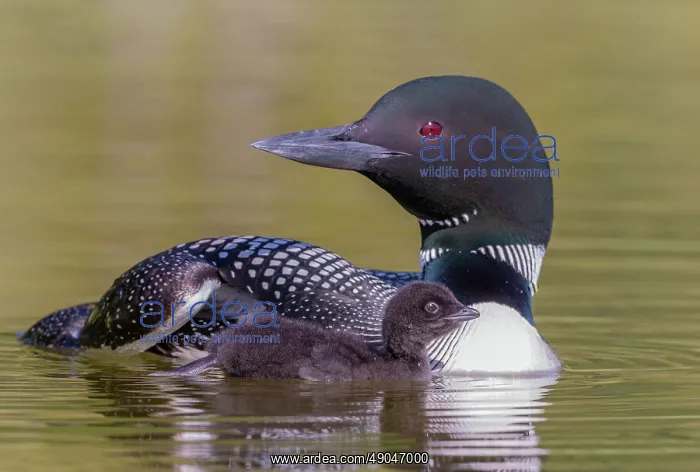  : COMMON LOON OR GREAT NORTHERN DIVER