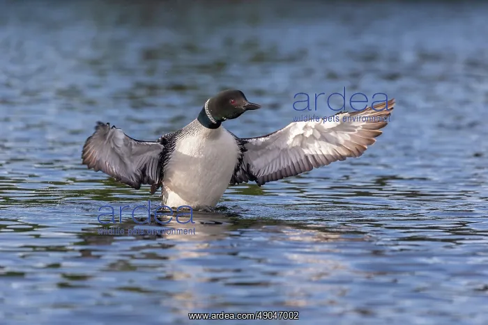 : COMMON LOON OR GREAT NORTHERN DIVER : COMMON LOON OR GREAT NORTHERN DIVER