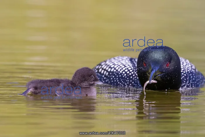 : COMMON LOON OR GREAT NORTHERN DIVER : COMMON LOON OR GREAT NORTHERN DIVER