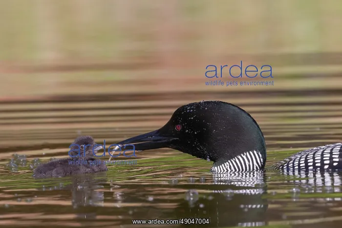 : COMMON LOON OR GREAT NORTHERN DIVER : COMMON LOON OR GREAT NORTHERN DIVER