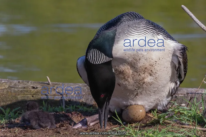 : COMMON LOON OR GREAT NORTHERN DIVER : COMMON LOON OR GREAT NORTHERN DIVER