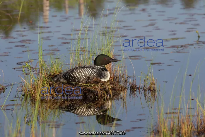 : COMMON LOON OR GREAT NORTHERN DIVER : COMMON LOON OR GREAT NORTHERN DIVER