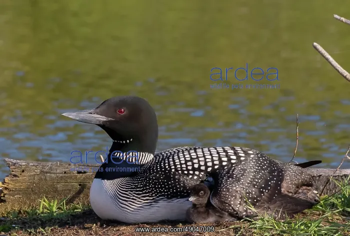 : COMMON LOON OR GREAT NORTHERN DIVER : COMMON LOON OR GREAT NORTHERN DIVER