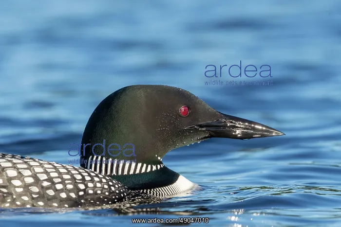 : COMMON LOON OR GREAT NORTHERN DIVER : COMMON LOON OR GREAT NORTHERN DIVER