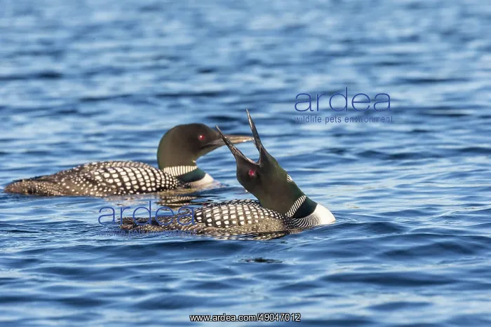 : COMMON LOON OR GREAT NORTHERN DIVER : COMMON LOON OR GREAT NORTHERN DIVER