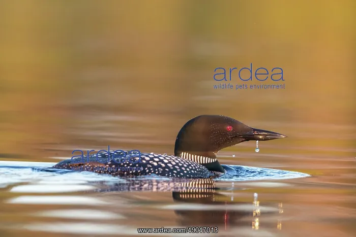 : COMMON LOON OR GREAT NORTHERN DIVER : COMMON LOON OR GREAT NORTHERN DIVER