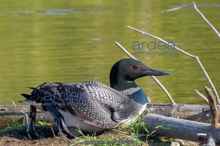 : COMMON LOON OR GREAT NORTHERN DIVER : COMMON LOON OR GREAT NORTHERN DIVER