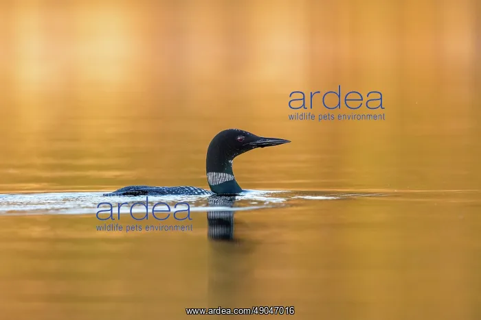 : COMMON LOON OR GREAT NORTHERN DIVER : COMMON LOON OR GREAT NORTHERN DIVER