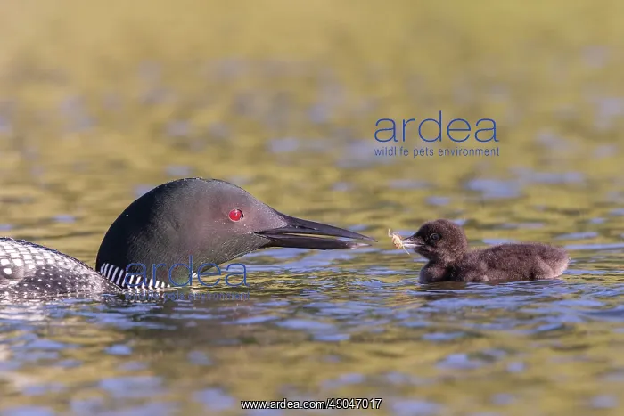 : COMMON LOON OR GREAT NORTHERN DIVER : COMMON LOON OR GREAT NORTHERN DIVER