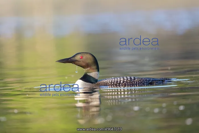 : COMMON LOON OR GREAT NORTHERN DIVER : COMMON LOON OR GREAT NORTHERN DIVER