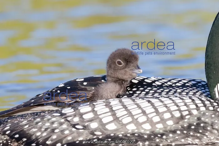 : COMMON LOON OR GREAT NORTHERN DIVER : COMMON LOON OR GREAT NORTHERN DIVER