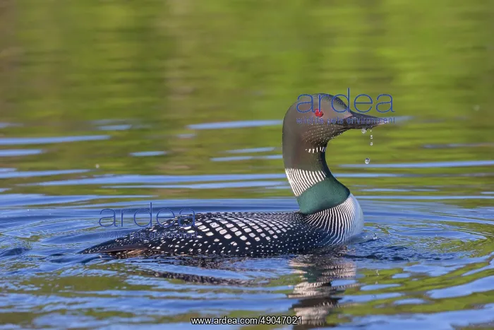 : COMMON LOON OR GREAT NORTHERN DIVER : COMMON LOON OR GREAT NORTHERN DIVER