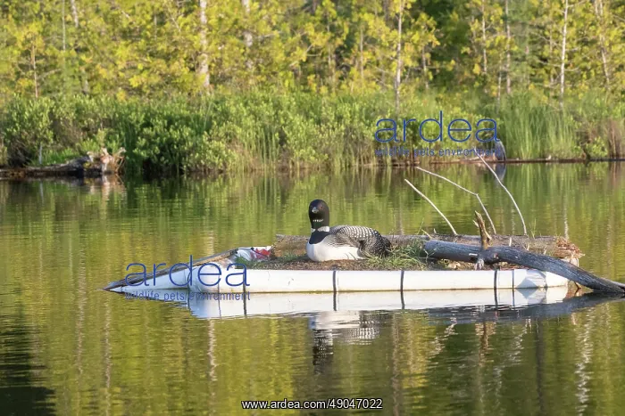 : COMMON LOON OR GREAT NORTHERN DIVER : COMMON LOON OR GREAT NORTHERN DIVER
