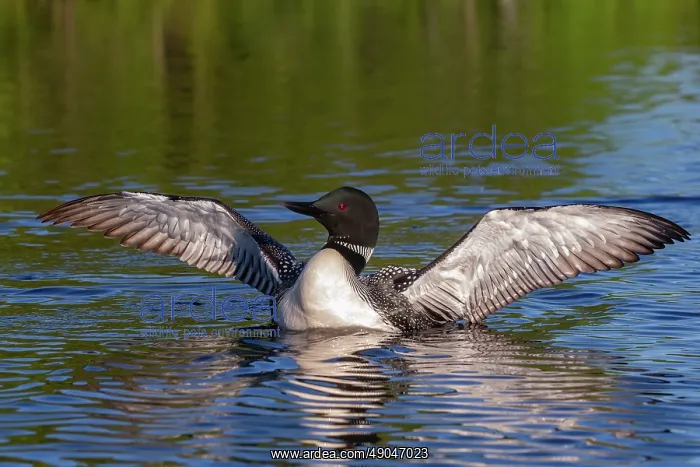 : COMMON LOON OR GREAT NORTHERN DIVER : COMMON LOON OR GREAT NORTHERN DIVER