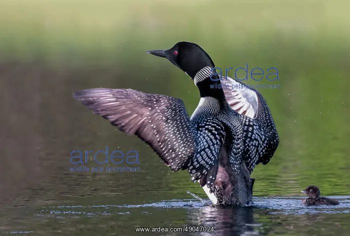 : COMMON LOON OR GREAT NORTHERN DIVER : COMMON LOON OR GREAT NORTHERN DIVER