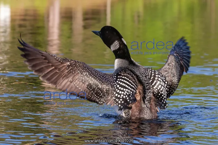 : COMMON LOON OR GREAT NORTHERN DIVER : COMMON LOON OR GREAT NORTHERN DIVER