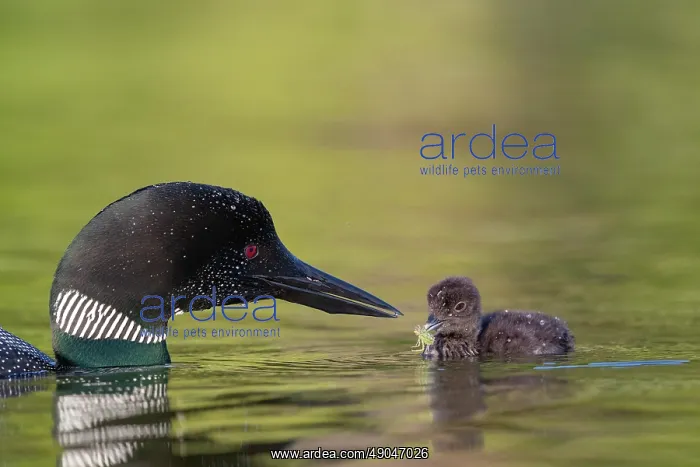 : COMMON LOON OR GREAT NORTHERN DIVER : COMMON LOON OR GREAT NORTHERN DIVER
