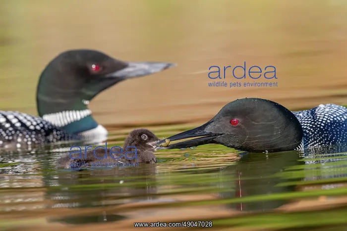: COMMON LOON OR GREAT NORTHERN DIVER : COMMON LOON OR GREAT NORTHERN DIVER