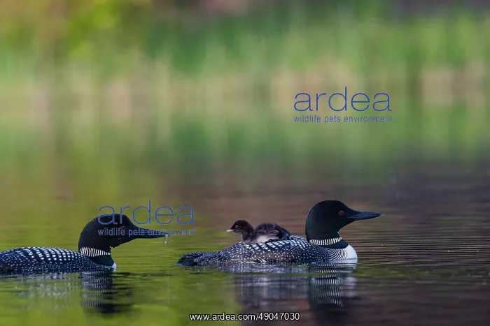 : COMMON LOON OR GREAT NORTHERN DIVER : COMMON LOON OR GREAT NORTHERN DIVER
