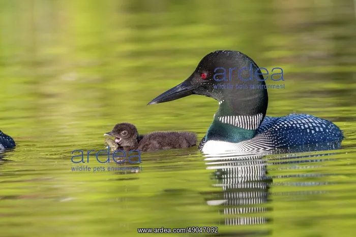 : COMMON LOON OR GREAT NORTHERN DIVER : COMMON LOON OR GREAT NORTHERN DIVER