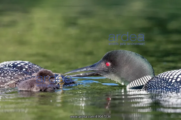 : COMMON LOON OR GREAT NORTHERN DIVER : COMMON LOON OR GREAT NORTHERN DIVER