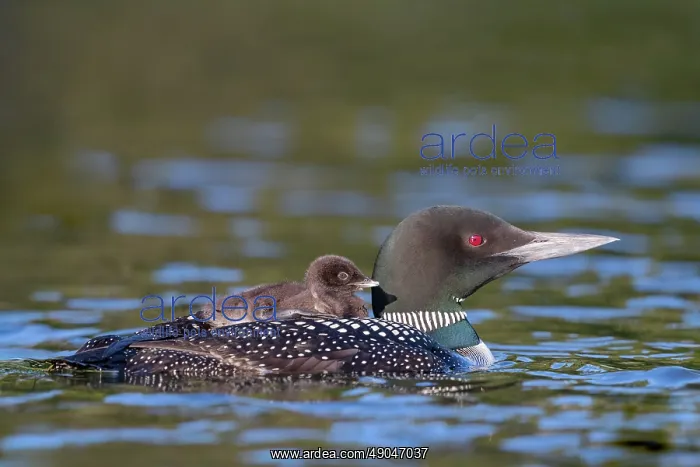 : COMMON LOON OR GREAT NORTHERN DIVER : COMMON LOON OR GREAT NORTHERN DIVER