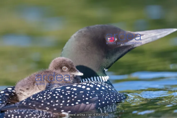 : COMMON LOON OR GREAT NORTHERN DIVER