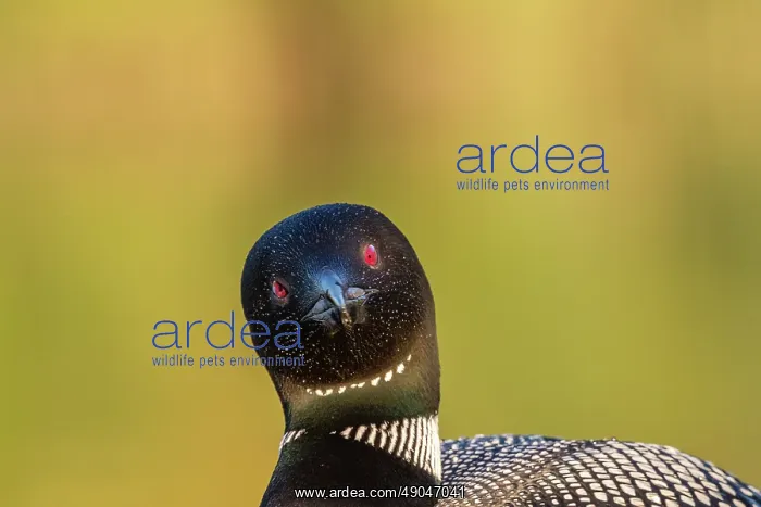 : COMMON LOON OR GREAT NORTHERN DIVER : COMMON LOON OR GREAT NORTHERN DIVER