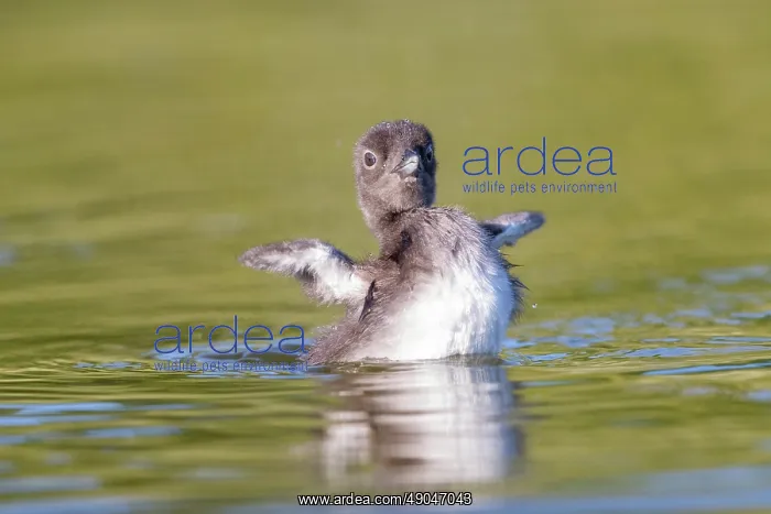 : COMMON LOON OR GREAT NORTHERN DIVER : COMMON LOON OR GREAT NORTHERN DIVER