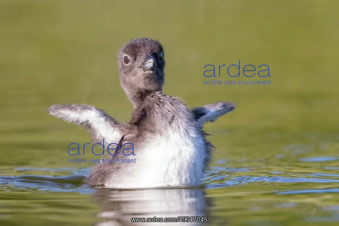 : COMMON LOON OR GREAT NORTHERN DIVER : COMMON LOON OR GREAT NORTHERN DIVER