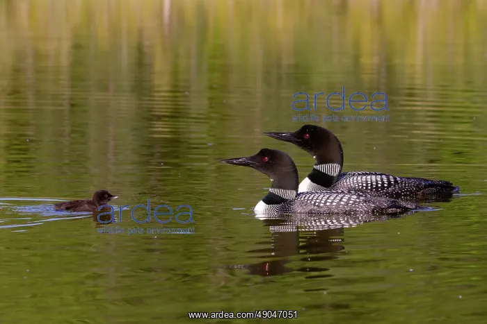 : COMMON LOON OR GREAT NORTHERN DIVER : COMMON LOON OR GREAT NORTHERN DIVER
