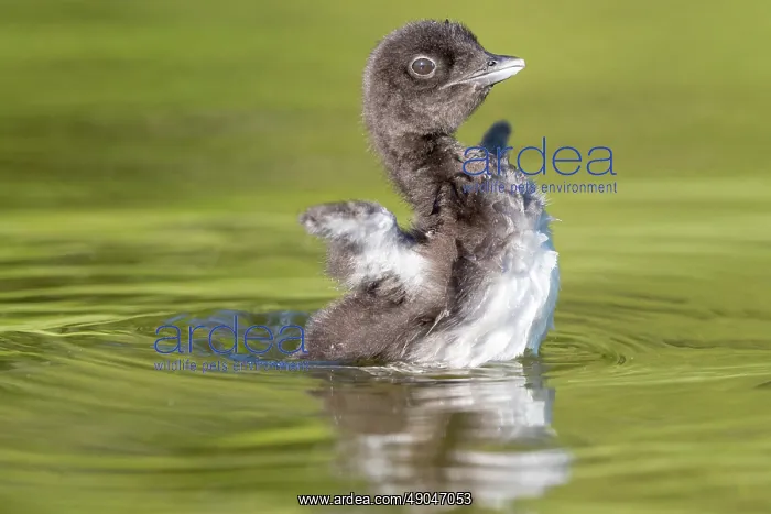 : COMMON LOON OR GREAT NORTHERN DIVER : COMMON LOON OR GREAT NORTHERN DIVER