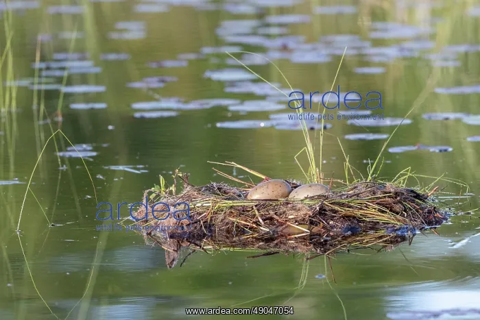 : COMMON LOON OR GREAT NORTHERN DIVER : COMMON LOON OR GREAT NORTHERN DIVER