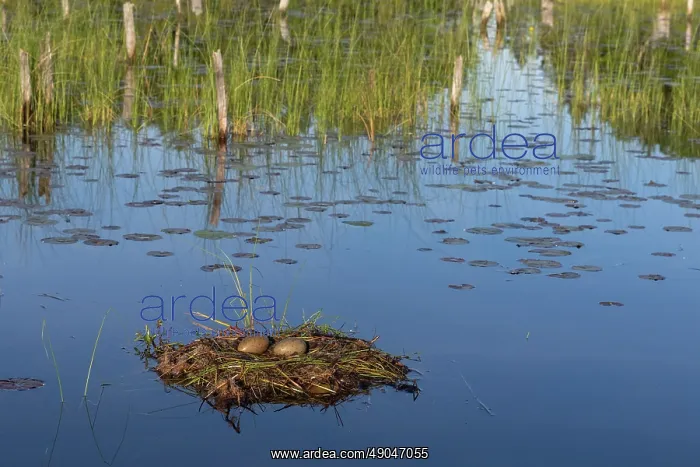 : COMMON LOON OR GREAT NORTHERN DIVER : COMMON LOON OR GREAT NORTHERN DIVER