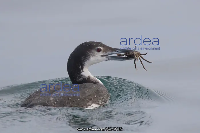 : Common Loon, Great Northern Diver adult Loon : Common Loon, Great Northern Diver adult Loon
