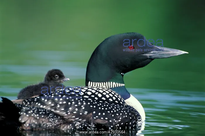 : Common Loon / Great Northern Diver - With chick : Common Loon / Great Northern Diver - With chick