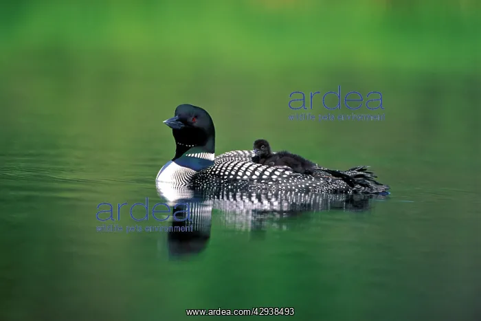 : Common Loon / Great Northern Diver - with chick : Common Loon / Great Northern Diver - with chick
