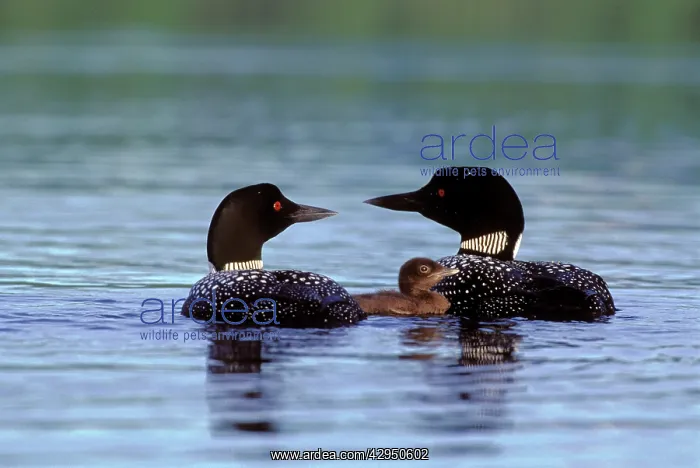 : Common Loon / Great Northern Diver pair with chick : Common Loon / Great Northern Diver pair with chick