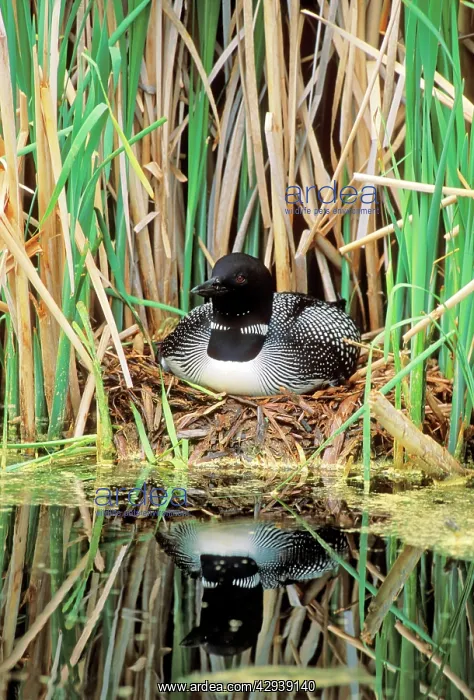 : Common Loon / Great Northern Diver - sitting on : Common Loon / Great Northern Diver - sitting on